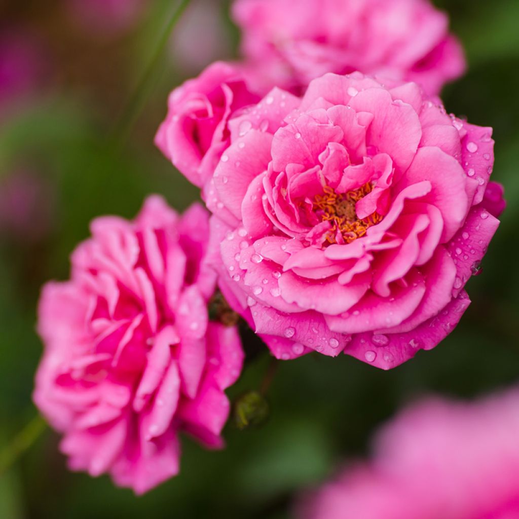 Roseira trepadeira Excelsa