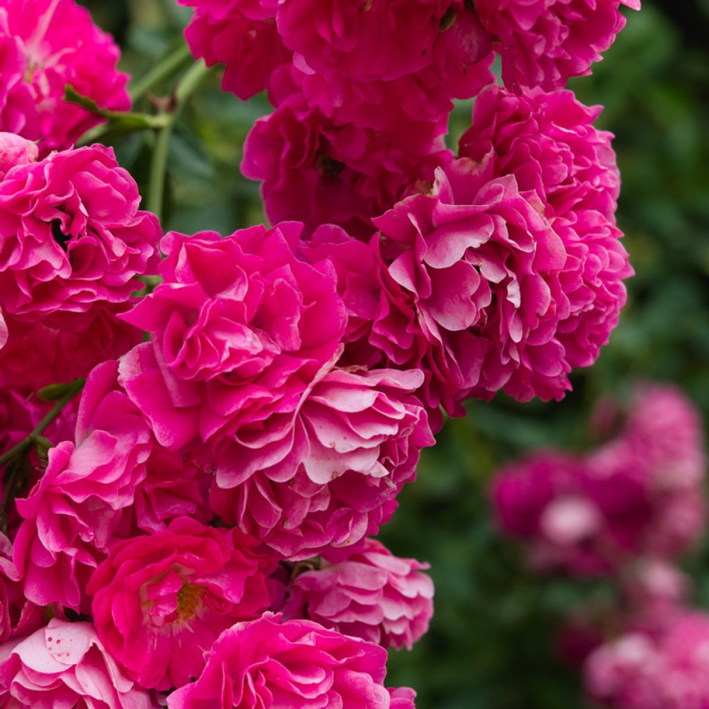 Roseira trepadeira Excelsa