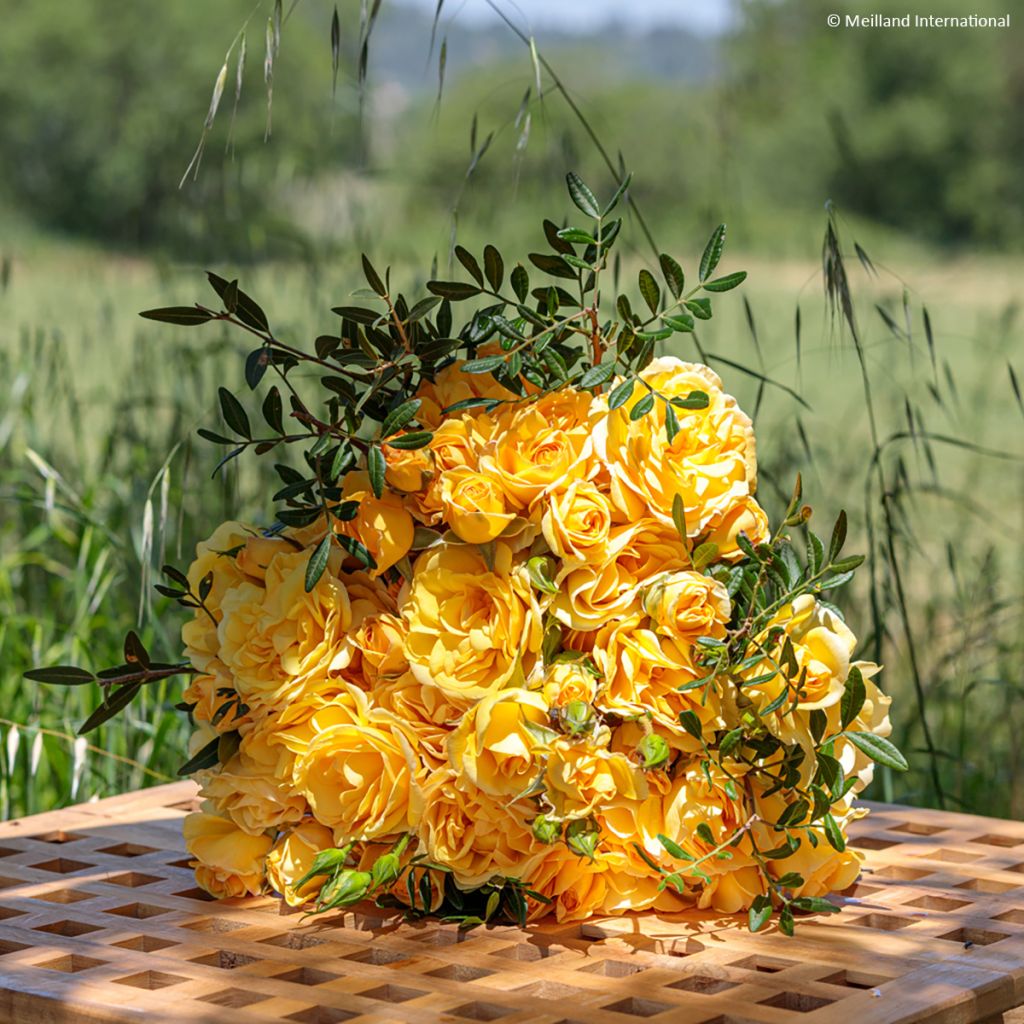 Roseira trepadeira Golden Pareo