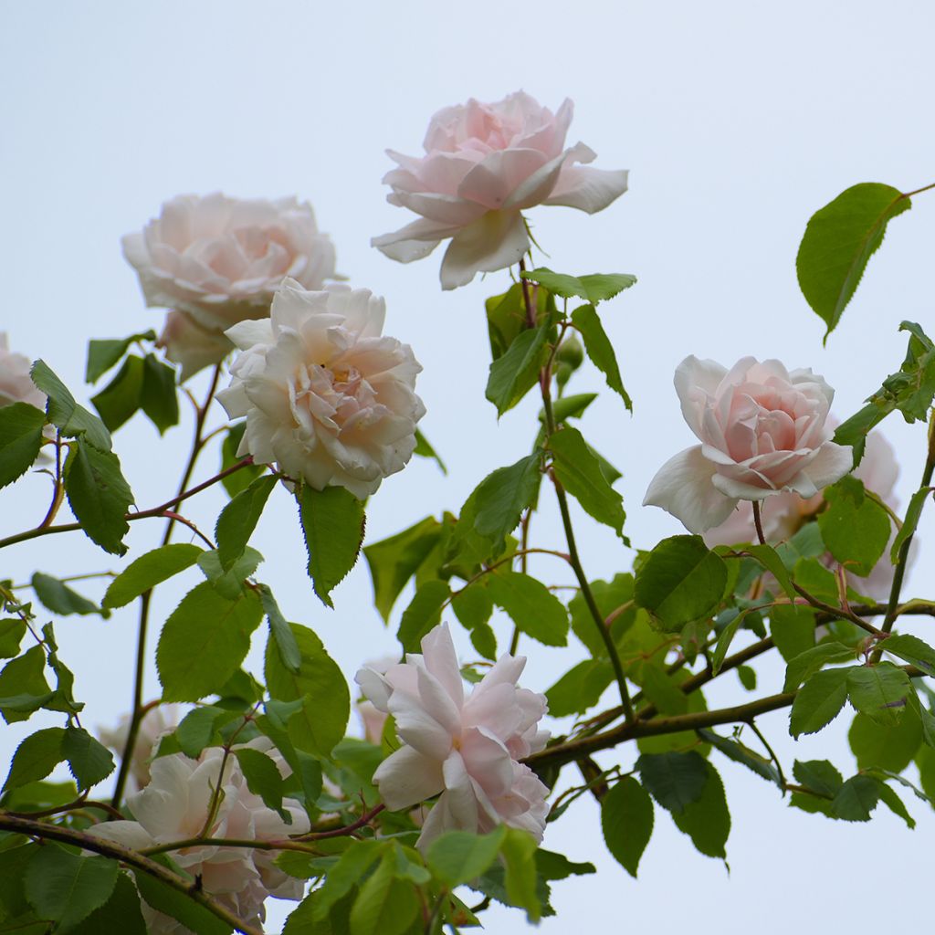 Roseira trepadeira Madame Alfred Carrière