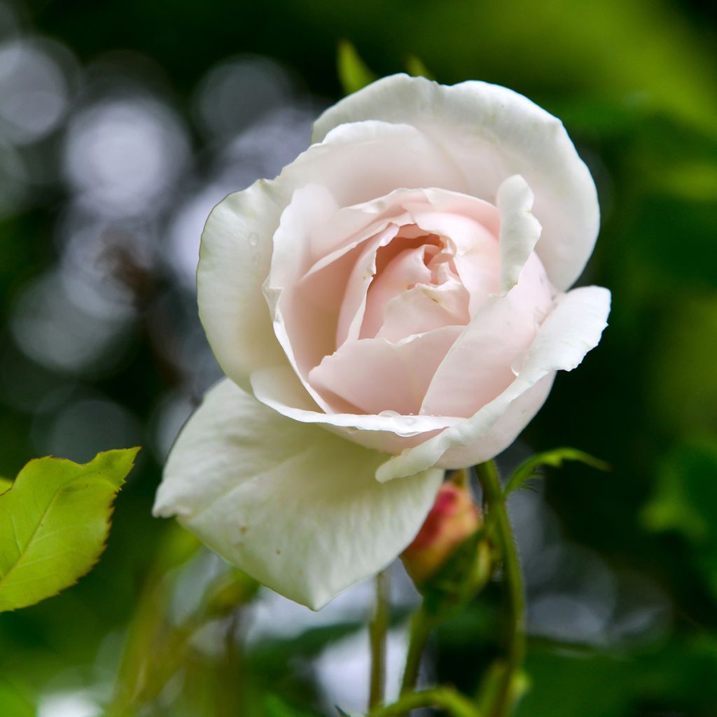 Roseira trepadeira Madame Alfred Carrière