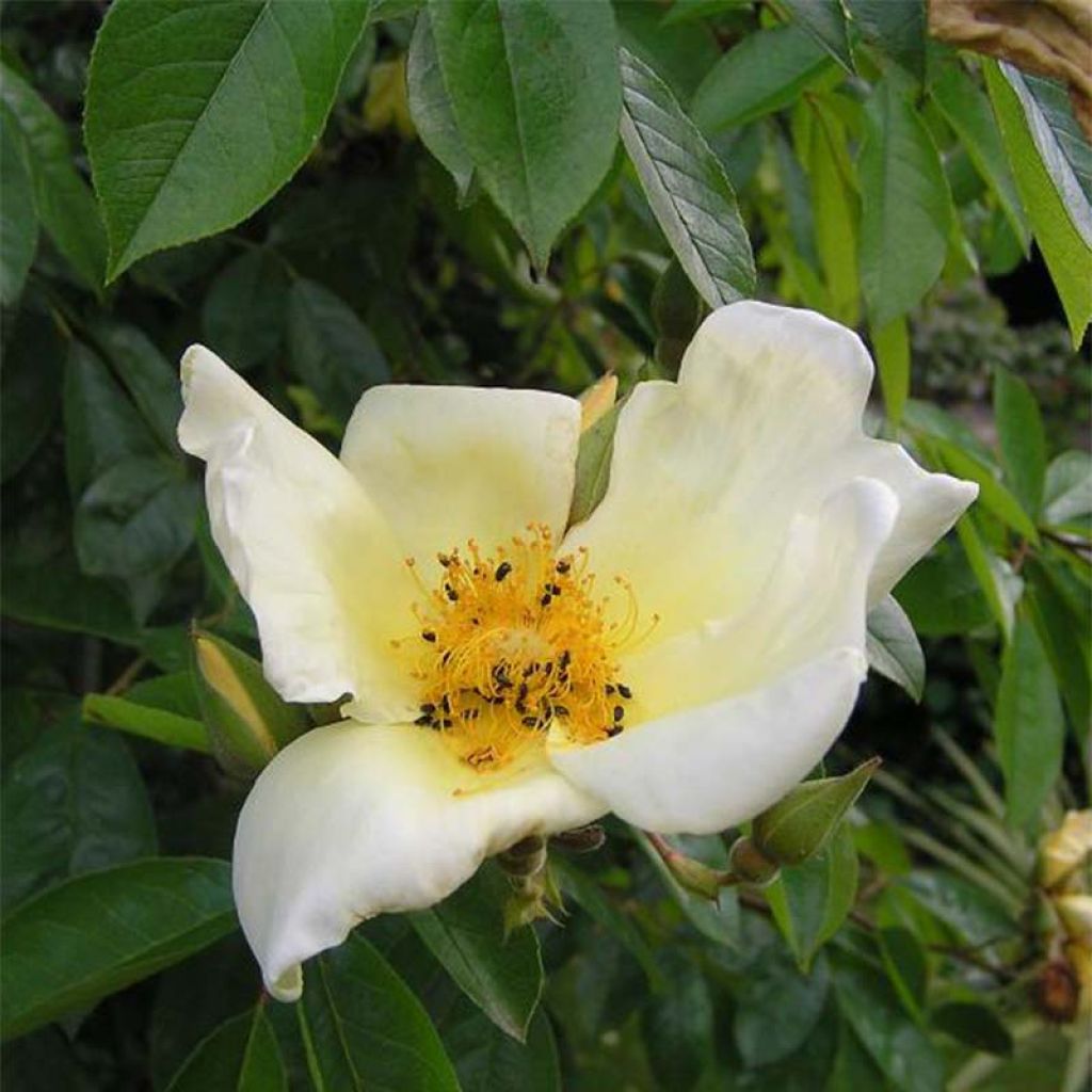 Roseira trepadeira Mermaid