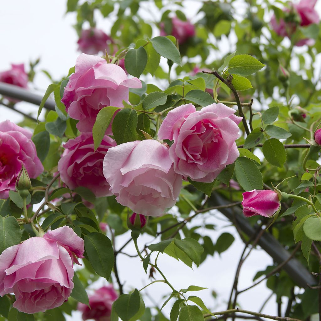 Roseira trepadeira Mme Gregoire Staechelin