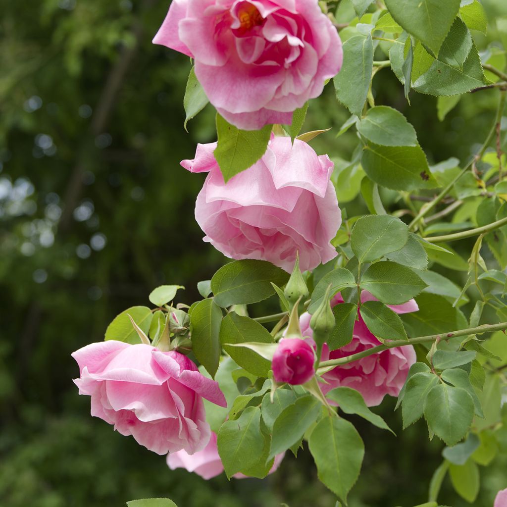 Roseira trepadeira Mme Gregoire Staechelin