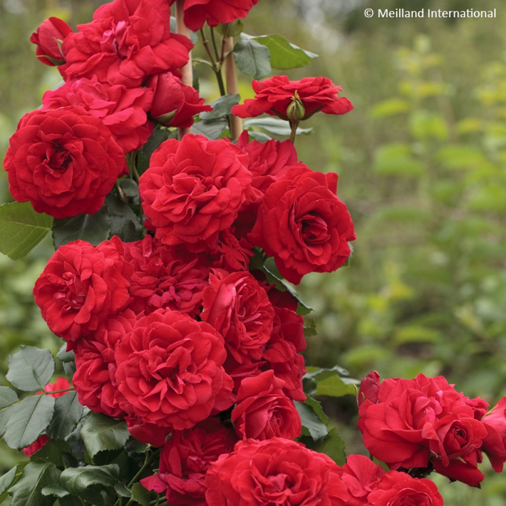 Roseira trepadeira Negresco