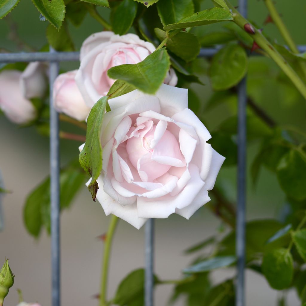 Roseira trepadeira New Dawn