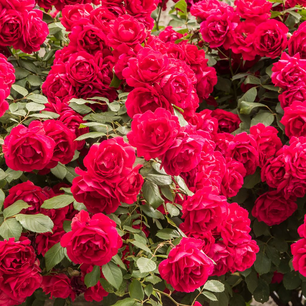 Roseira trepadeira Paul's Scarlet Climber