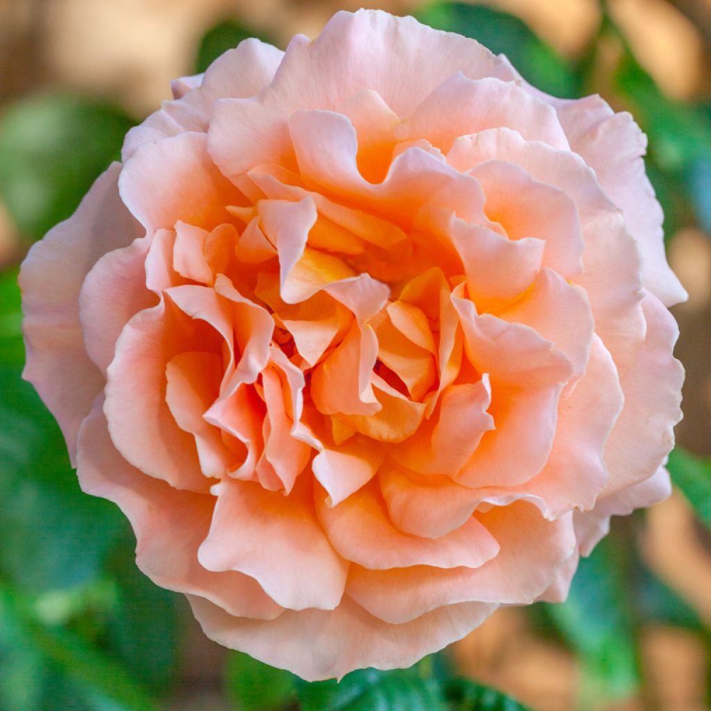 Roseira trepadeira Polka