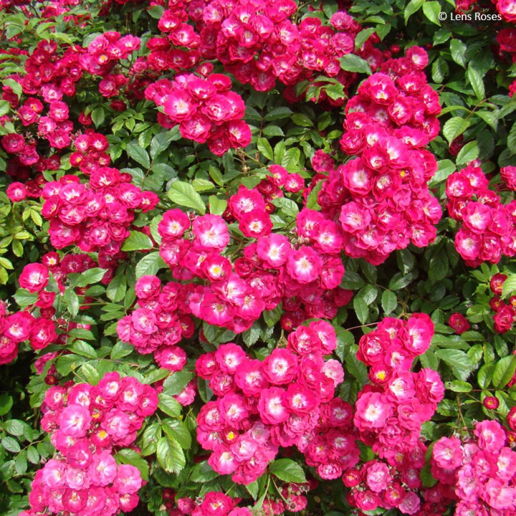 Roseira trepadeira Wilderode