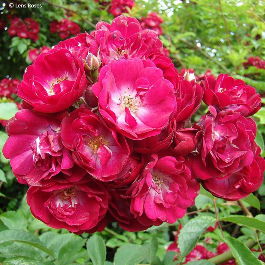 Roseira trepadeira Wilderode