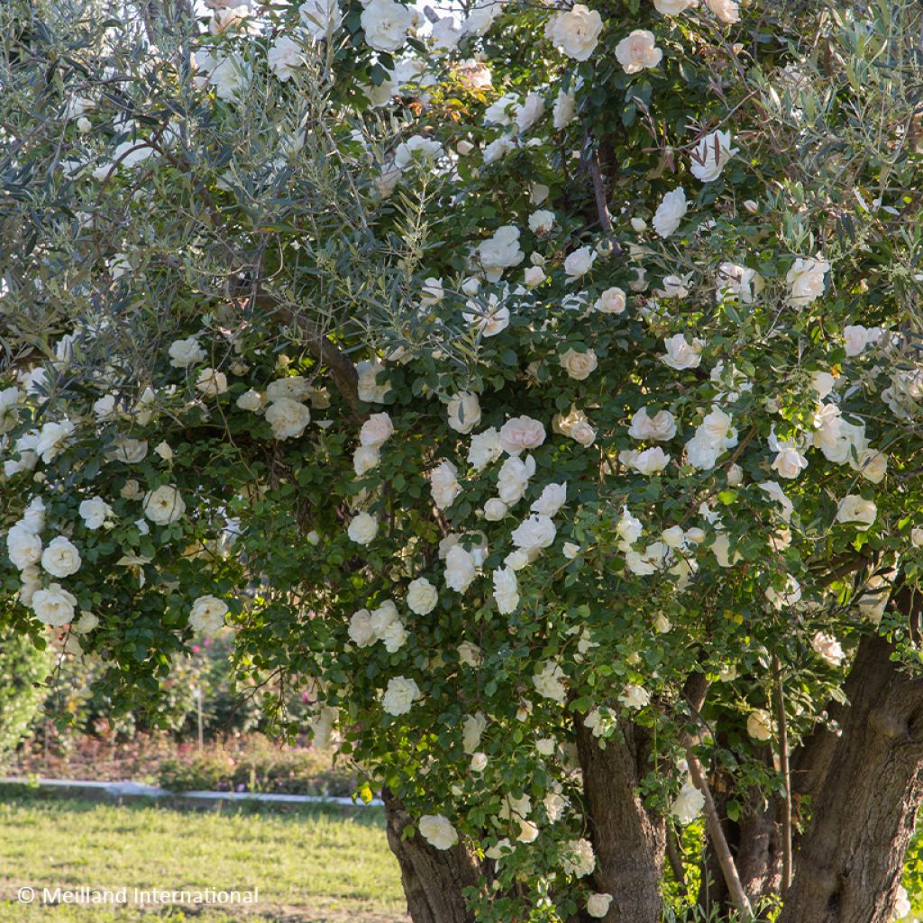 Roseira trepadeira Looping