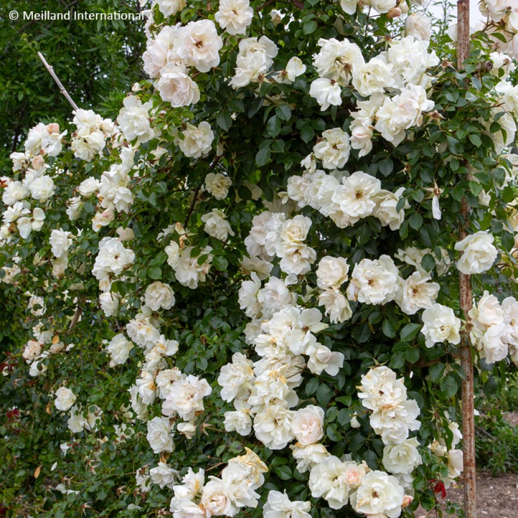 Roseira trepadeira Looping