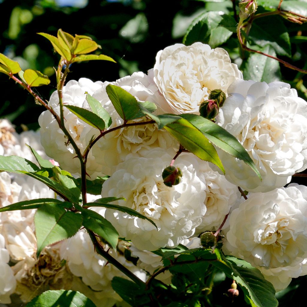 Roseira trepadeira Felicité et Perpétue