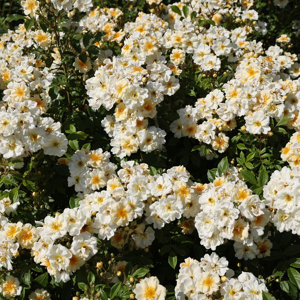 Roseira trepadeira Goldfinch