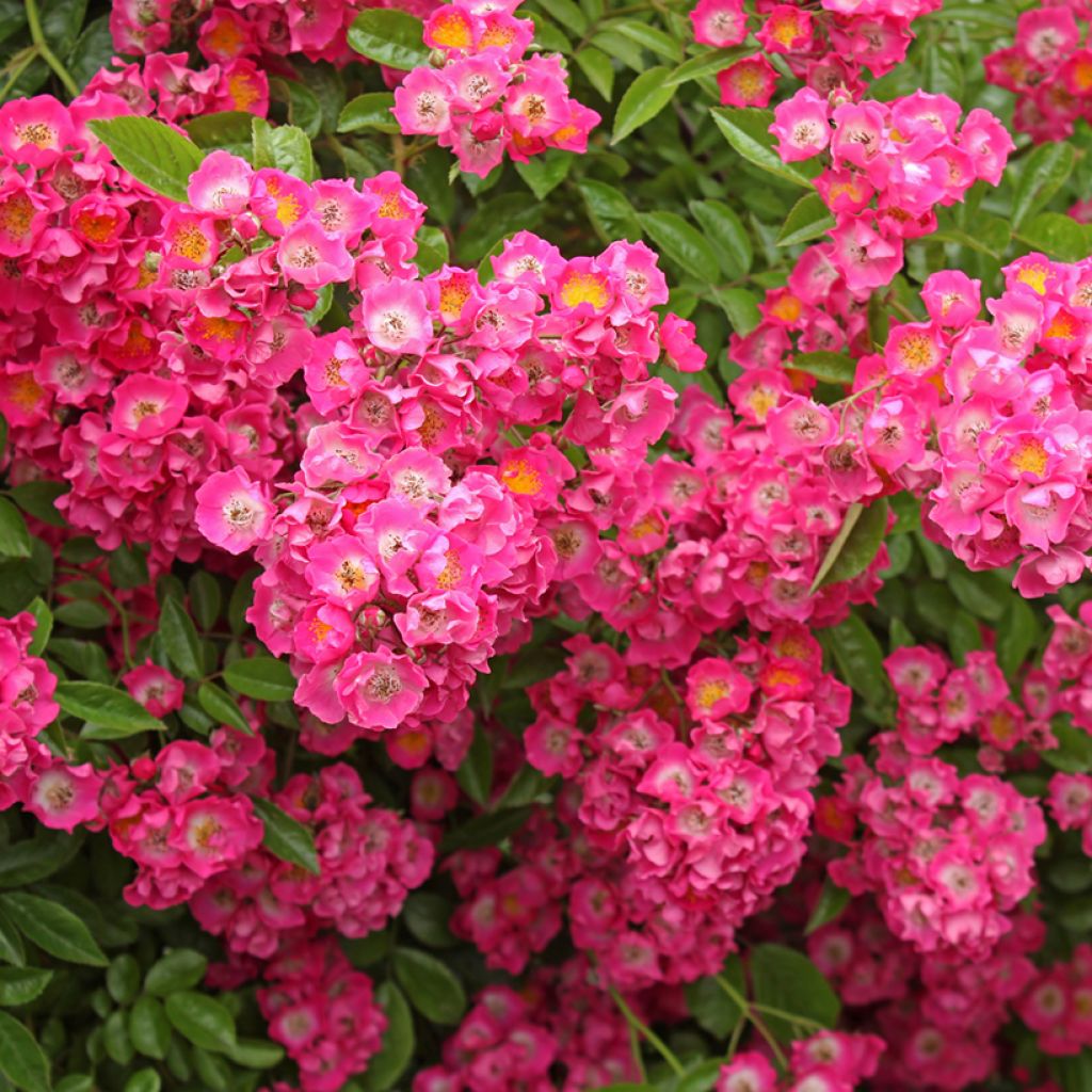 Roseira trepadeira Maria Lisa