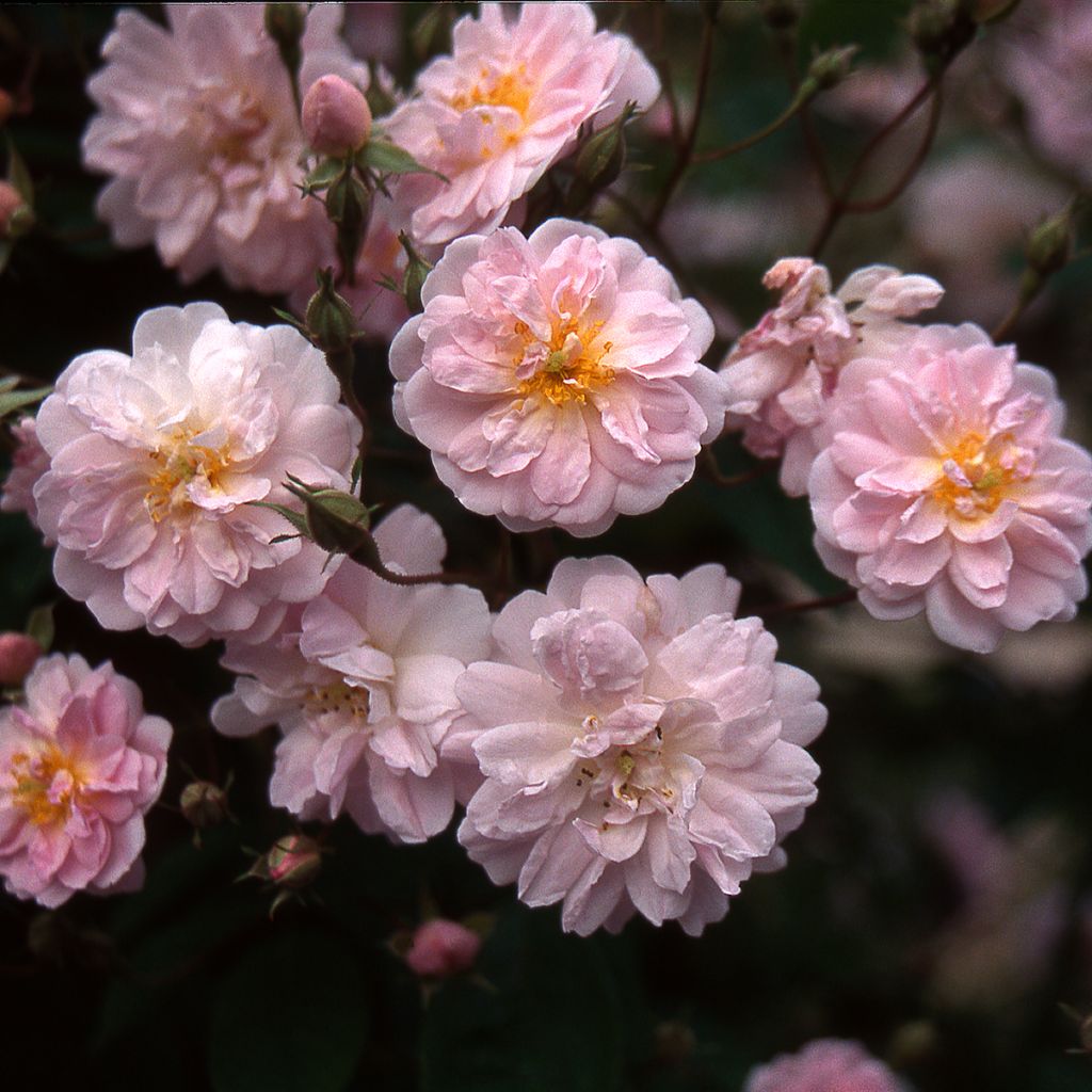 Roseira trepadeira Paul's Himalayan Musk