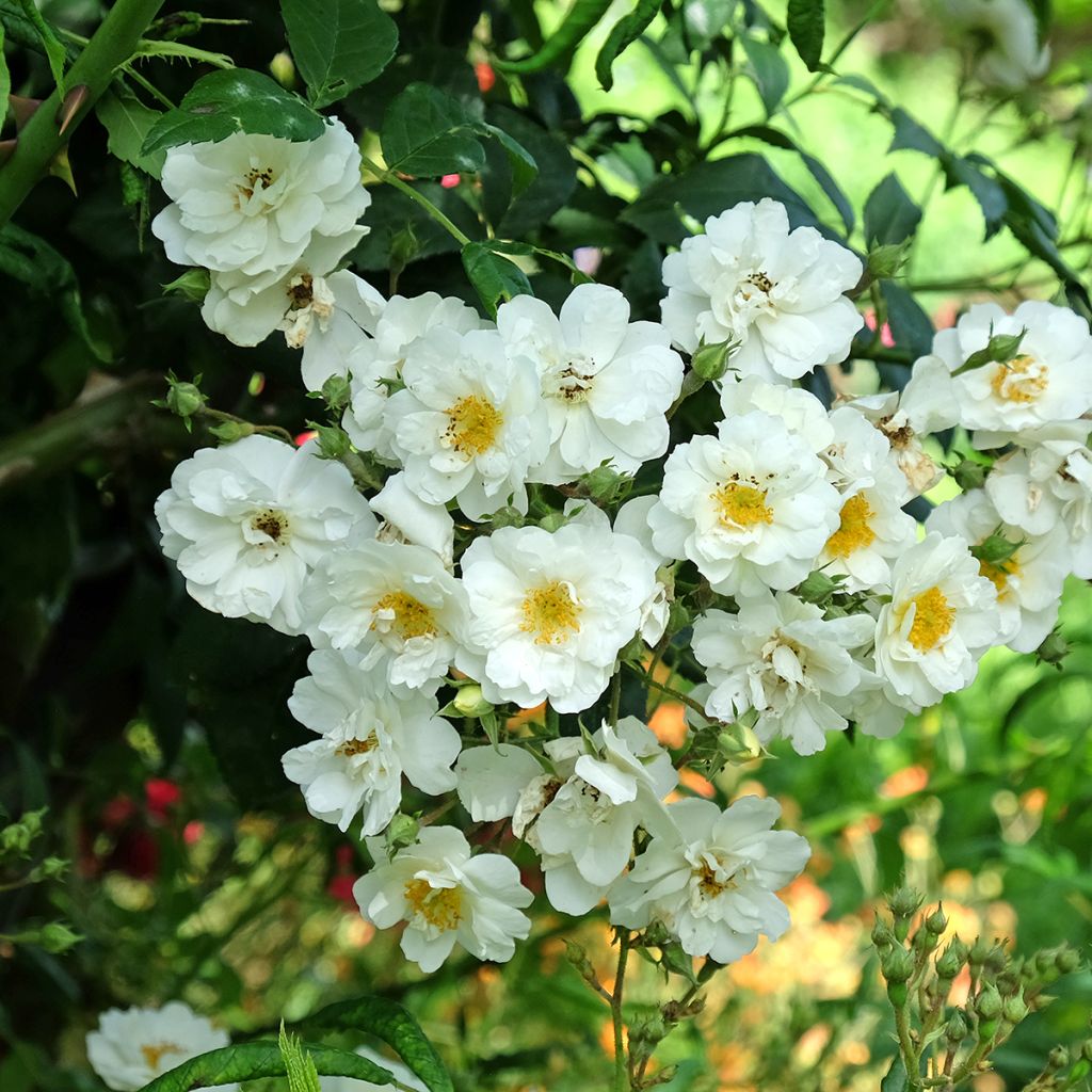 Roseira trepadeira Rambling Rector