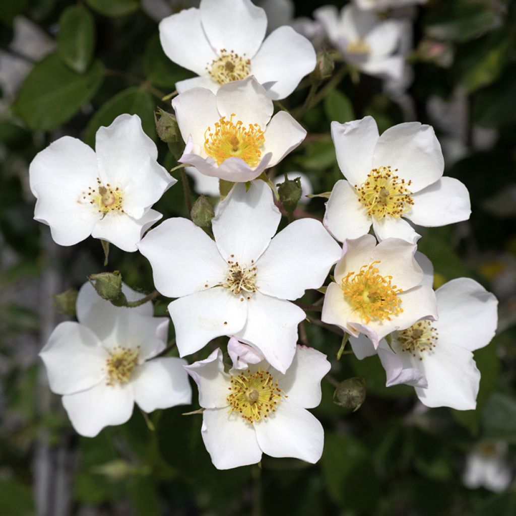 Rosa filipes Kiftsgate - Roseira trepadeira