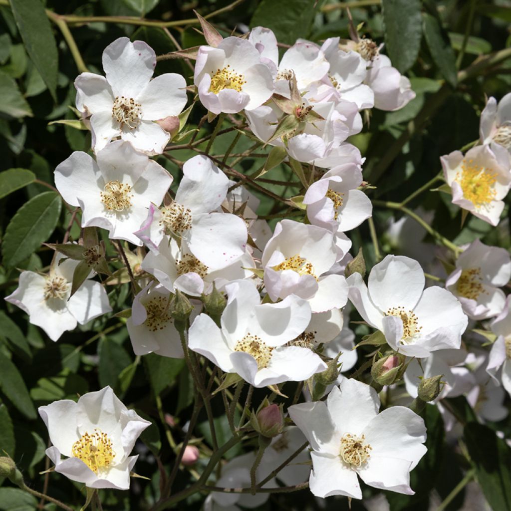 Rosa filipes Kiftsgate - Roseira trepadeira
