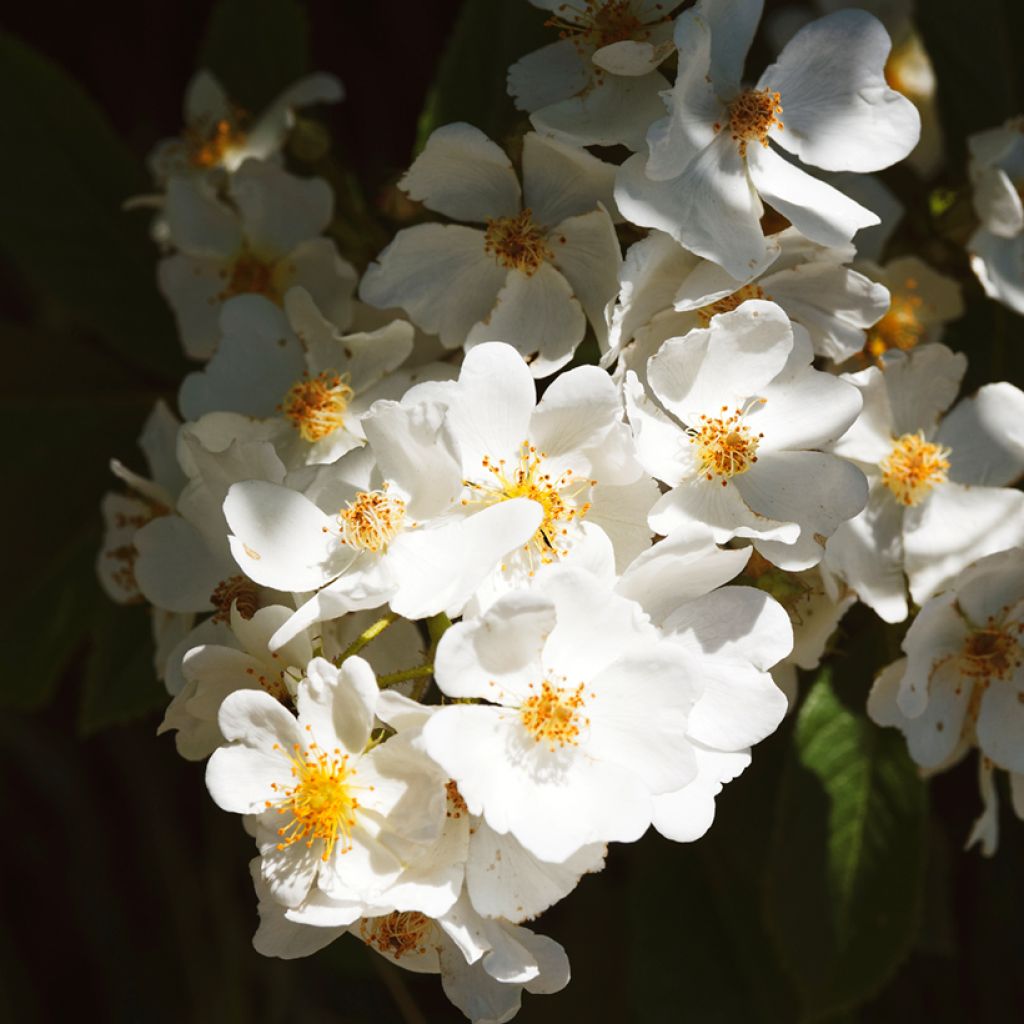 Rosa filipes Kiftsgate - Roseira trepadeira