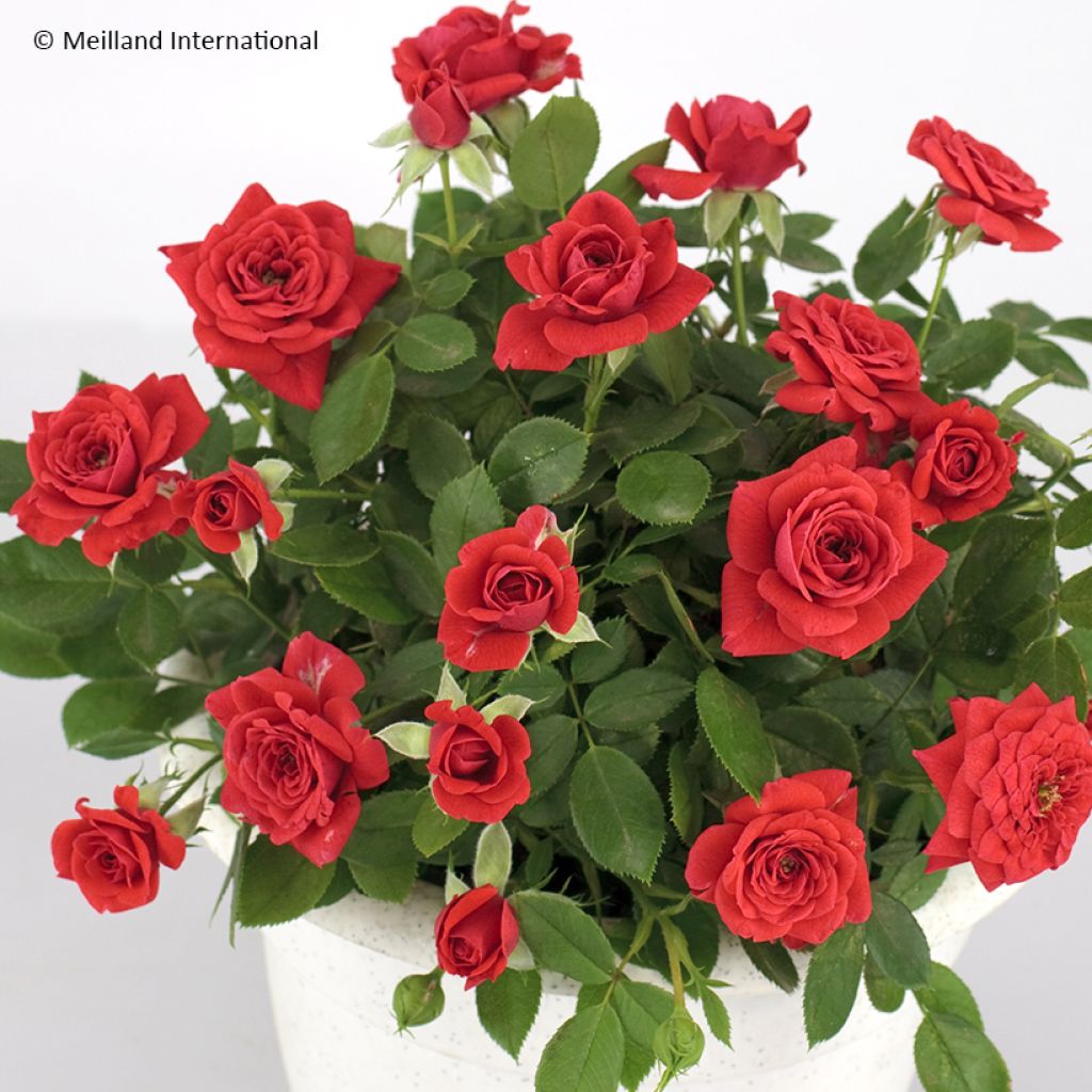 Roseira miniatura Baby Baccara