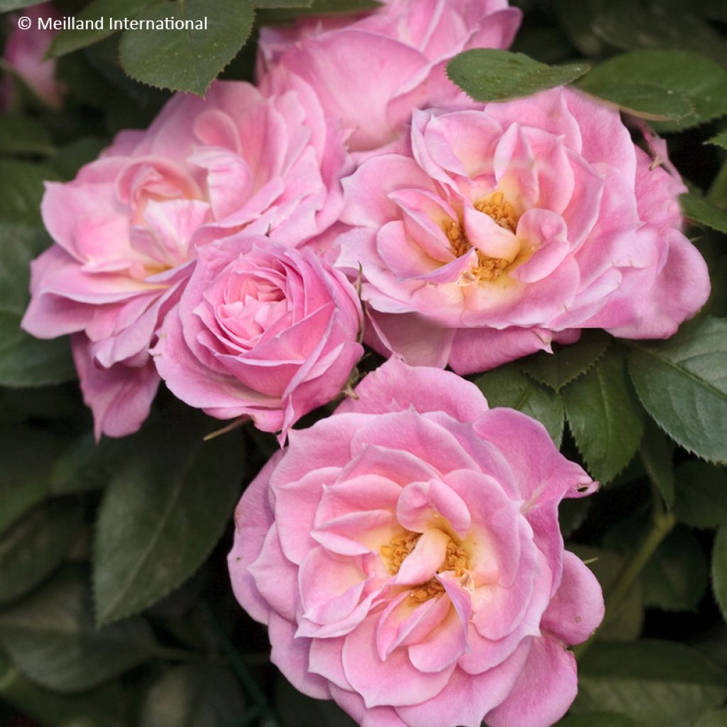 Roseira miniatura Belle Symphonie