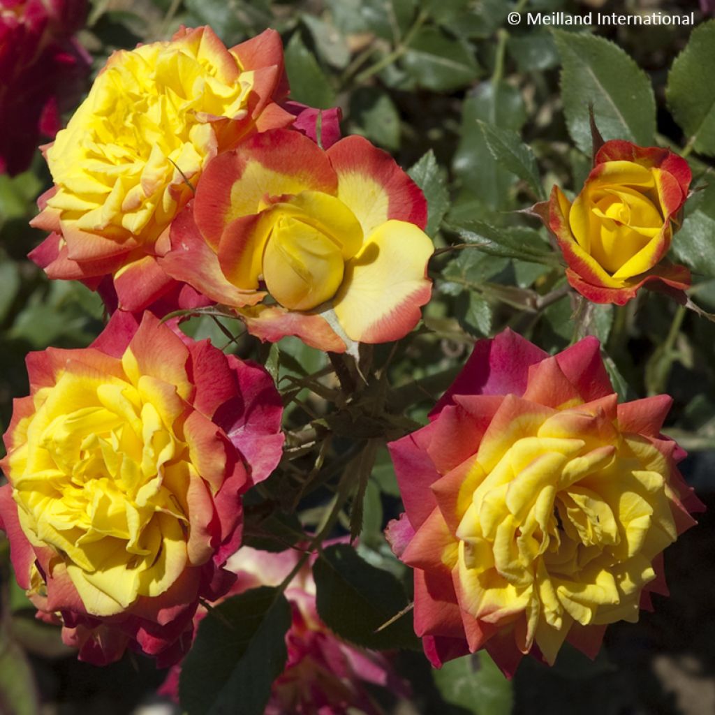 Roseira miniatura Flame Meillandina