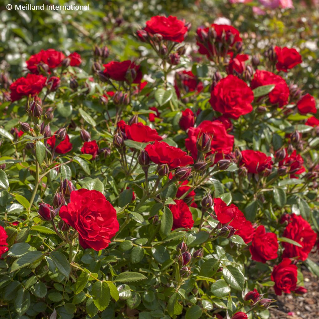 Roseira miniatura Tilt® Symphonie®