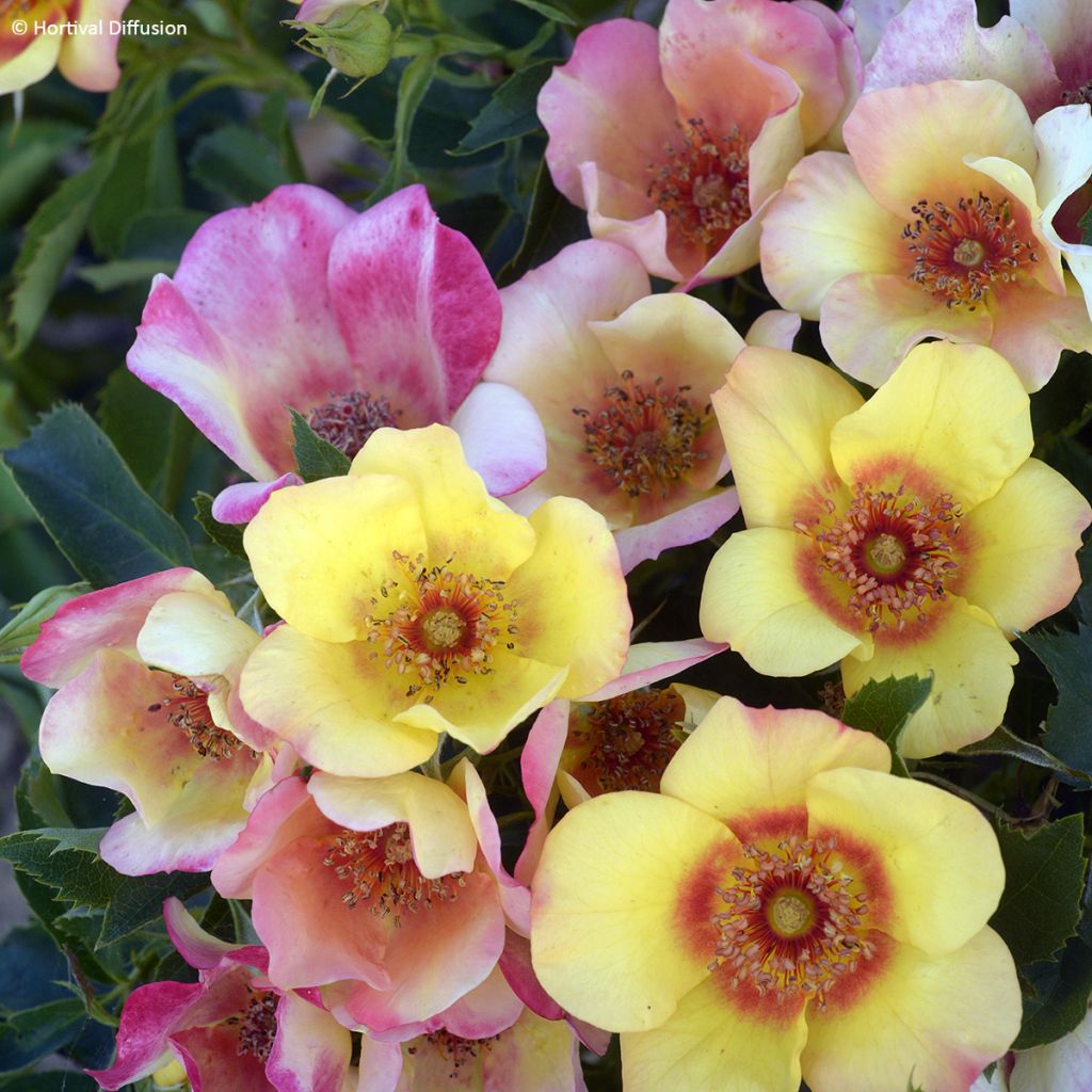 Roseira miniatura Farfalle® Babylon Eyes®