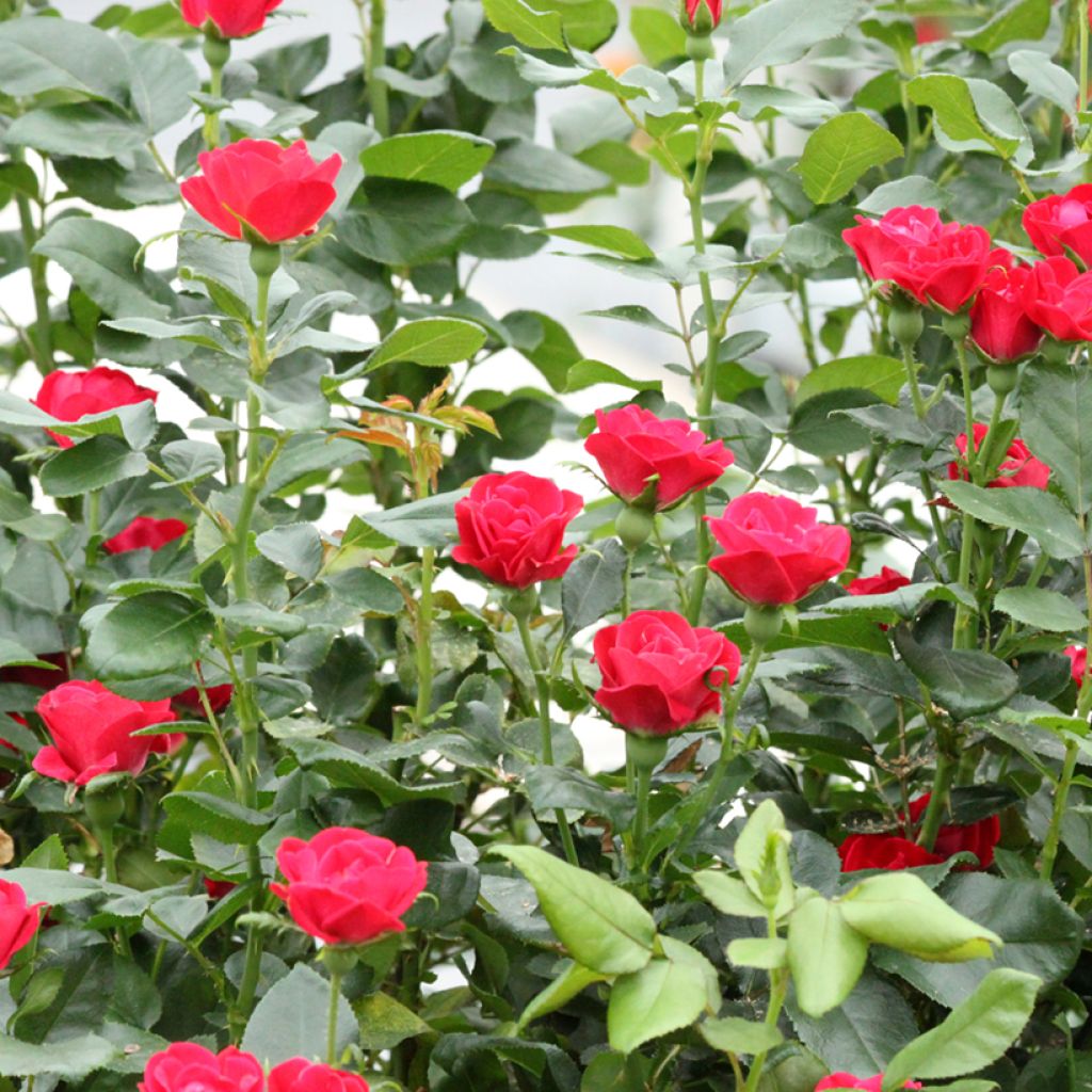 Roseira miniatura Zepeti