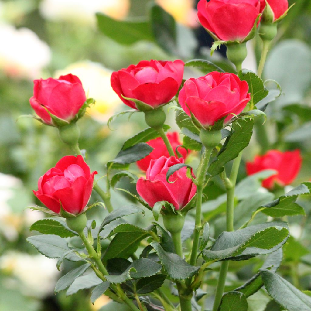 Roseira miniatura Zepeti