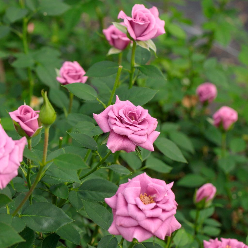 Roseira miniatura Meillandina Lavender