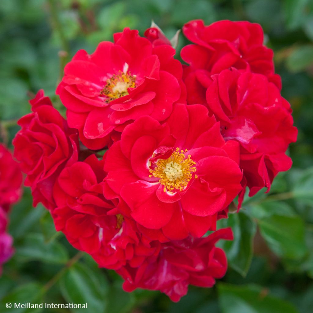 Roseira paisagística Hello