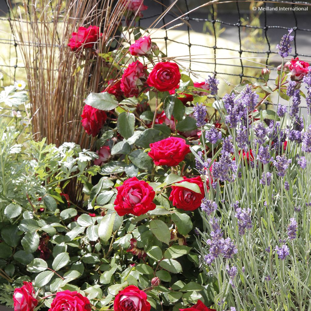 Roseira paisagística Street Colors Belle de Grasse