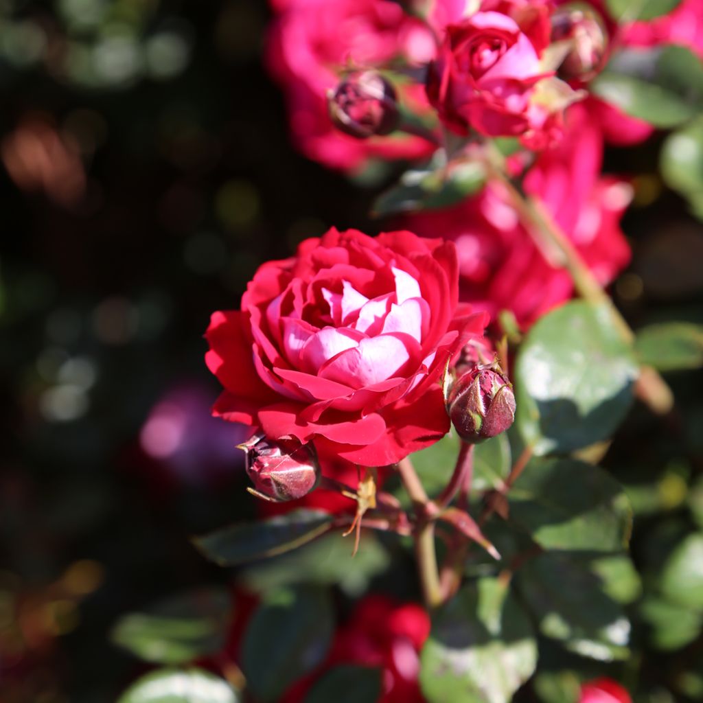 Roseira paisagística Street Colors Belle de Grasse