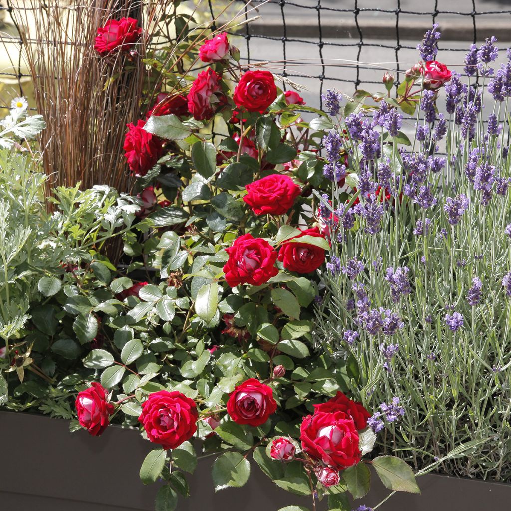 Roseira paisagística Street Colors Belle de Grasse