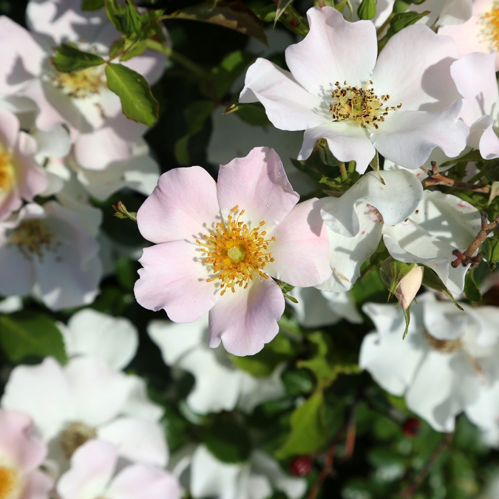 Roseira paisagística Street Colors Champs Elysées