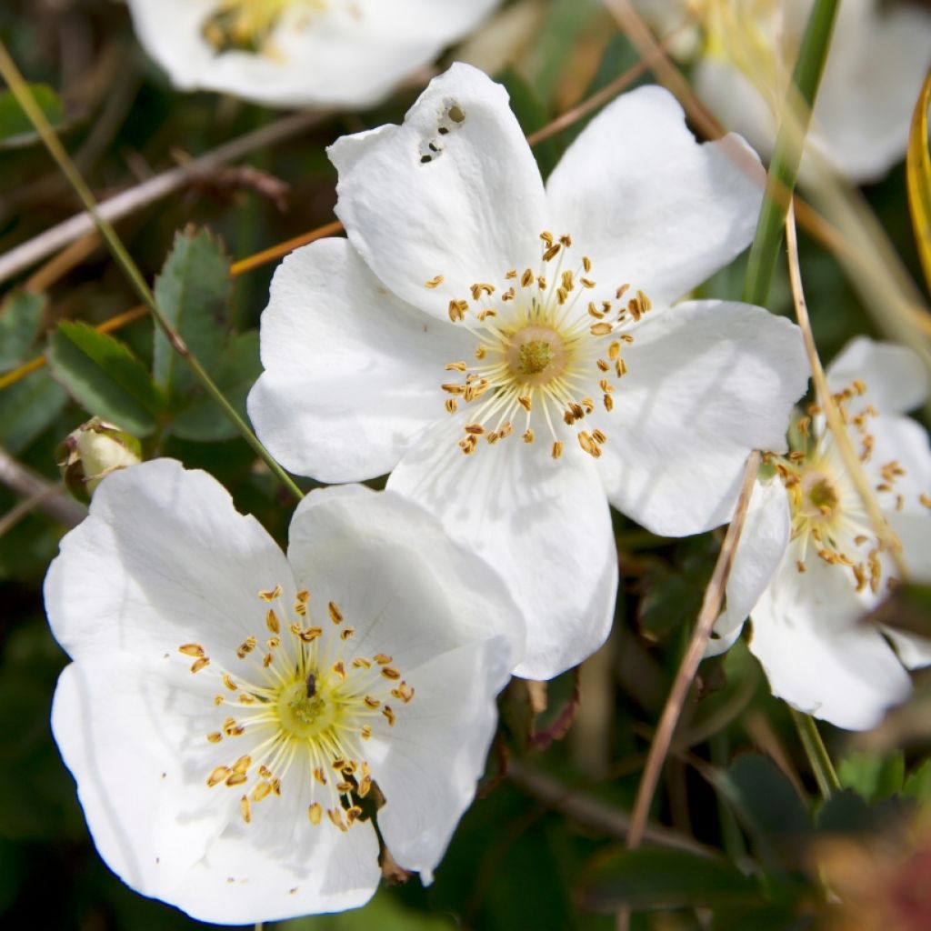 Rosa pimpinellifolia  - Roseira brava