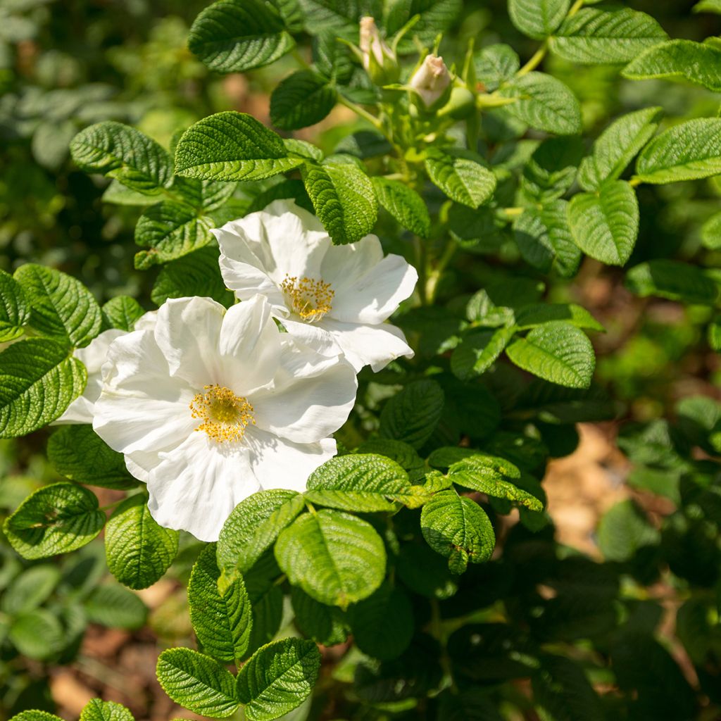 Roseira rugosa rugosa Alba