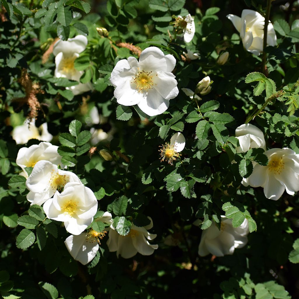 Roseira rugosa rugosa Alba