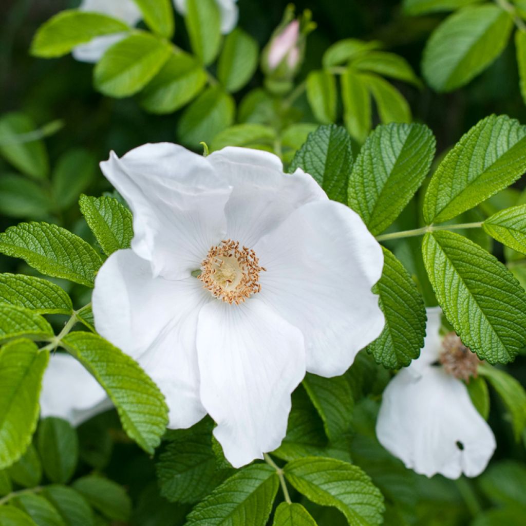 Roseira rugosa rugosa Alba