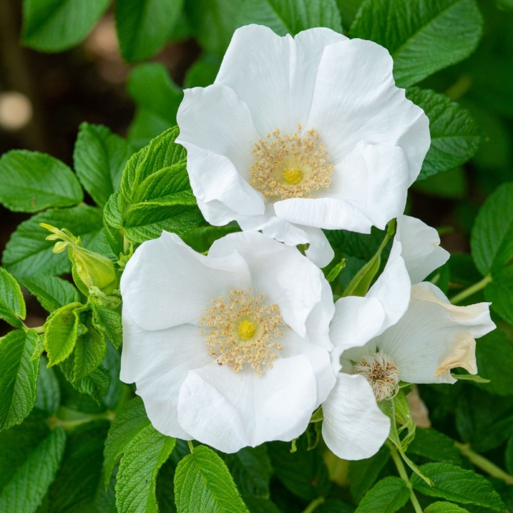 Roseira rugosa rugosa Alba