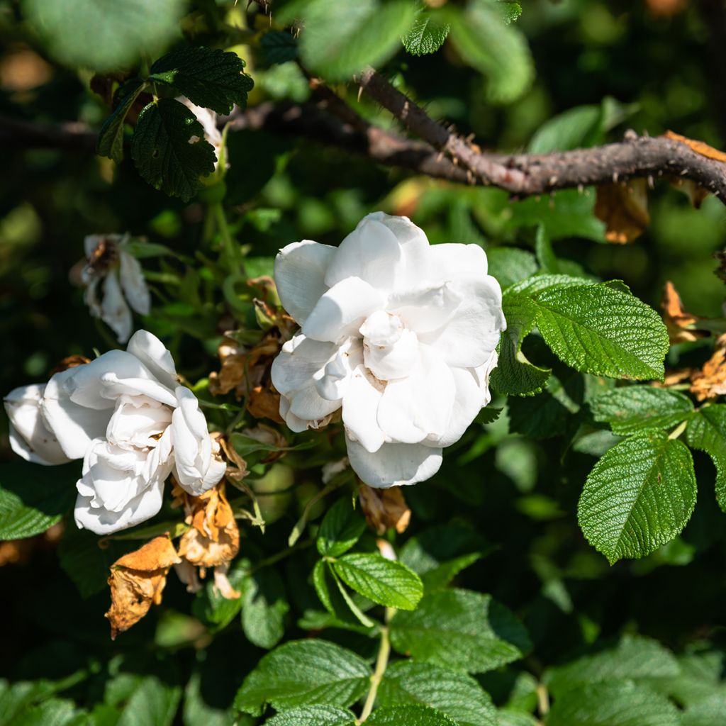 Roseira rugosa Blanc Double de Coubert