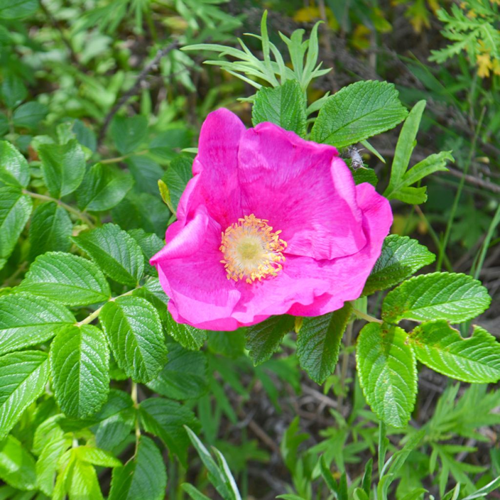 Roseira rugosa Fru Dagmar Hastrup