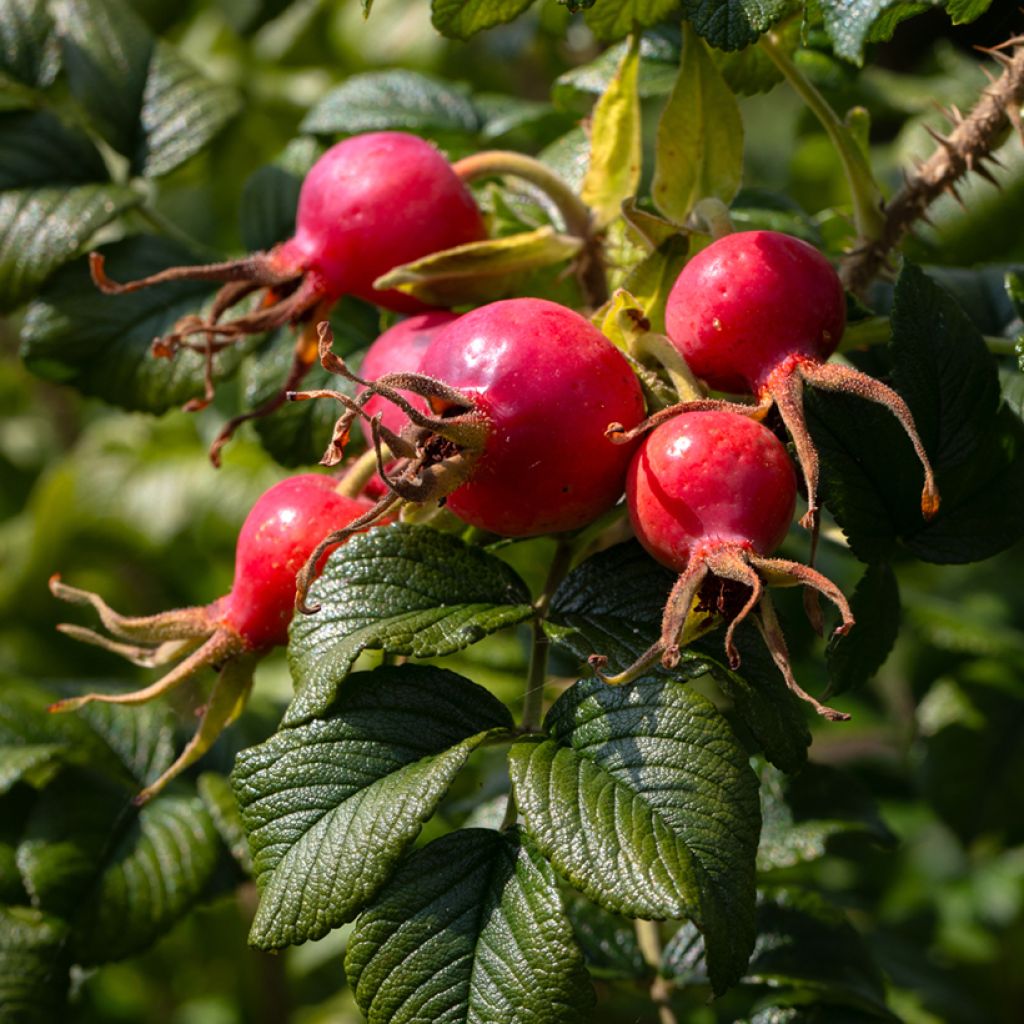 Roseira rugosa Fru Dagmar Hastrup
