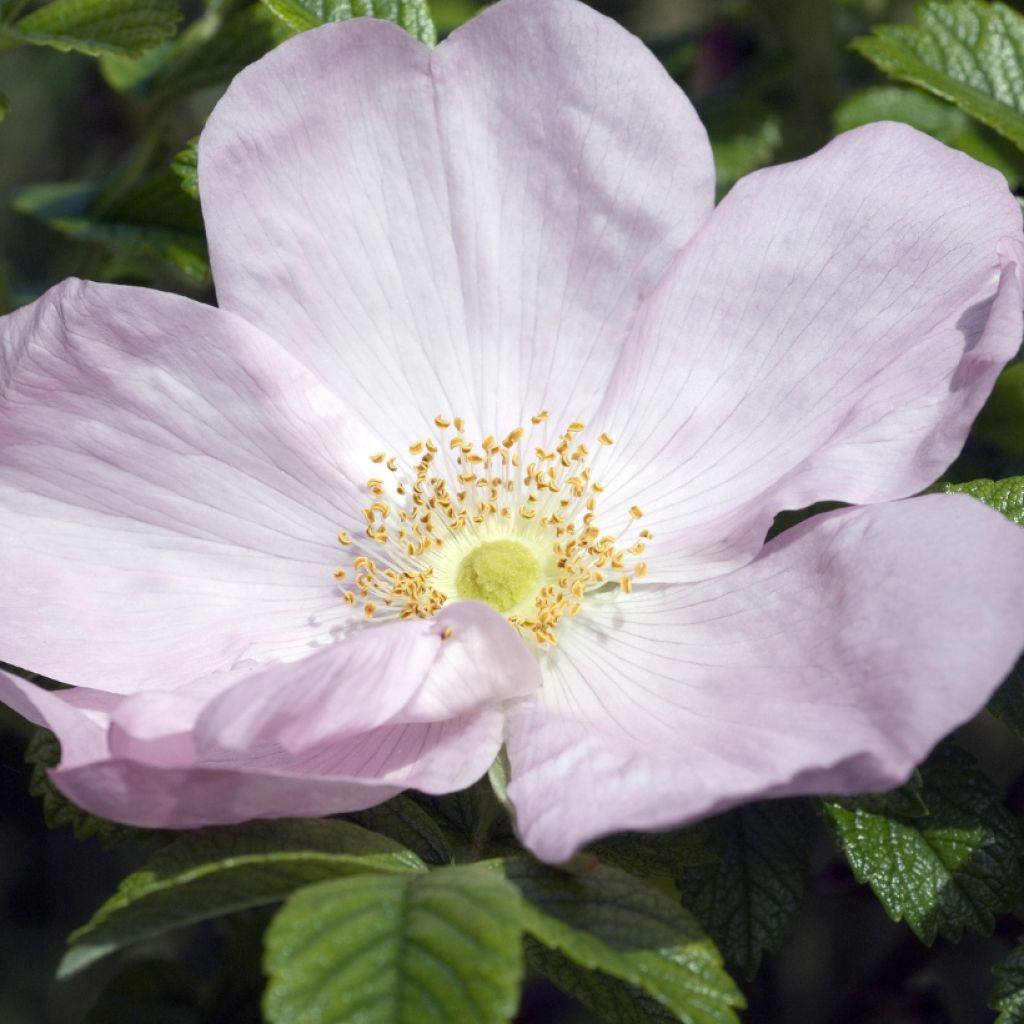Roseira rugosa Fru Dagmar Hastrup