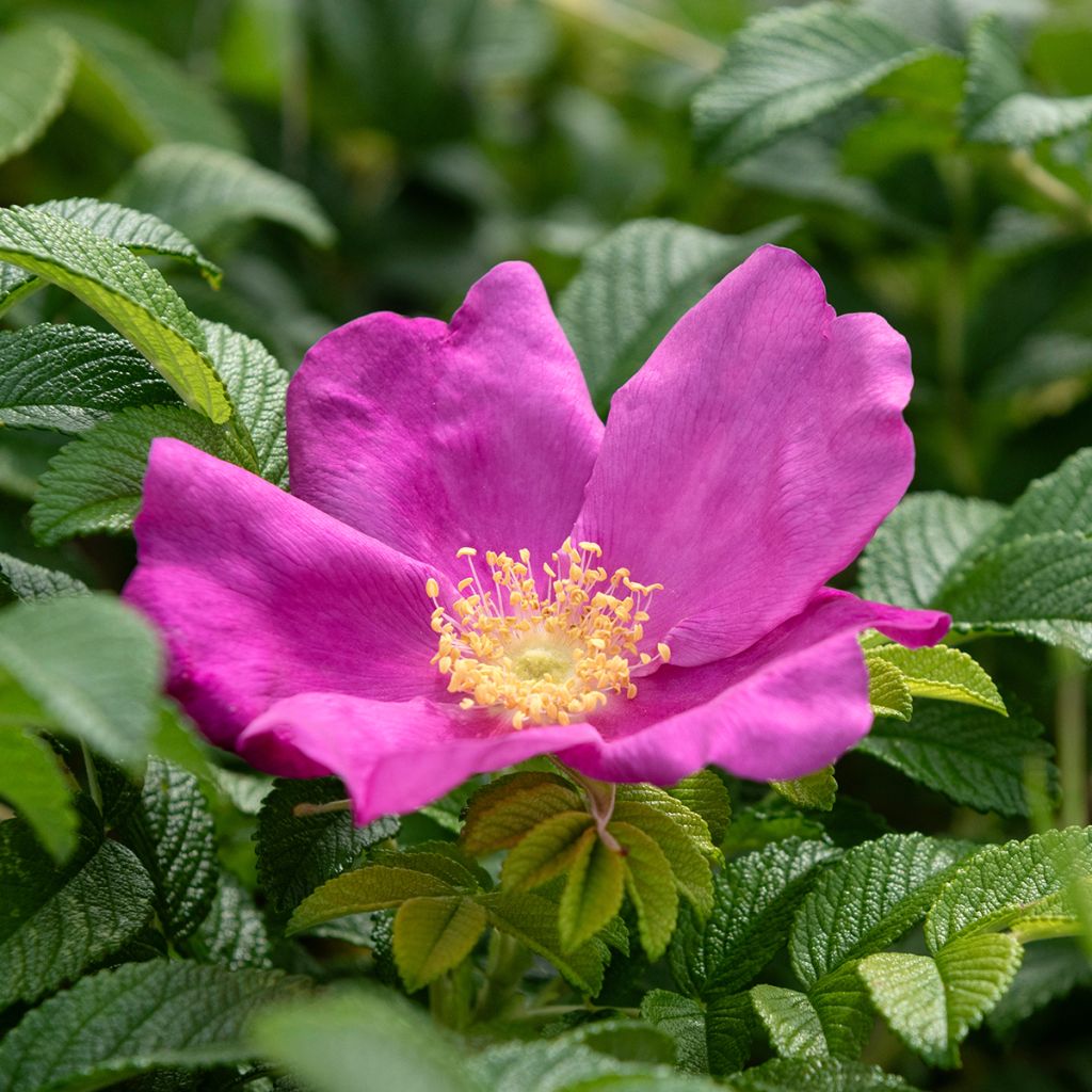Roseira rugosa rugosa Rubra