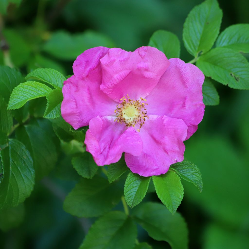 Roseira rugosa rugosa Rubra