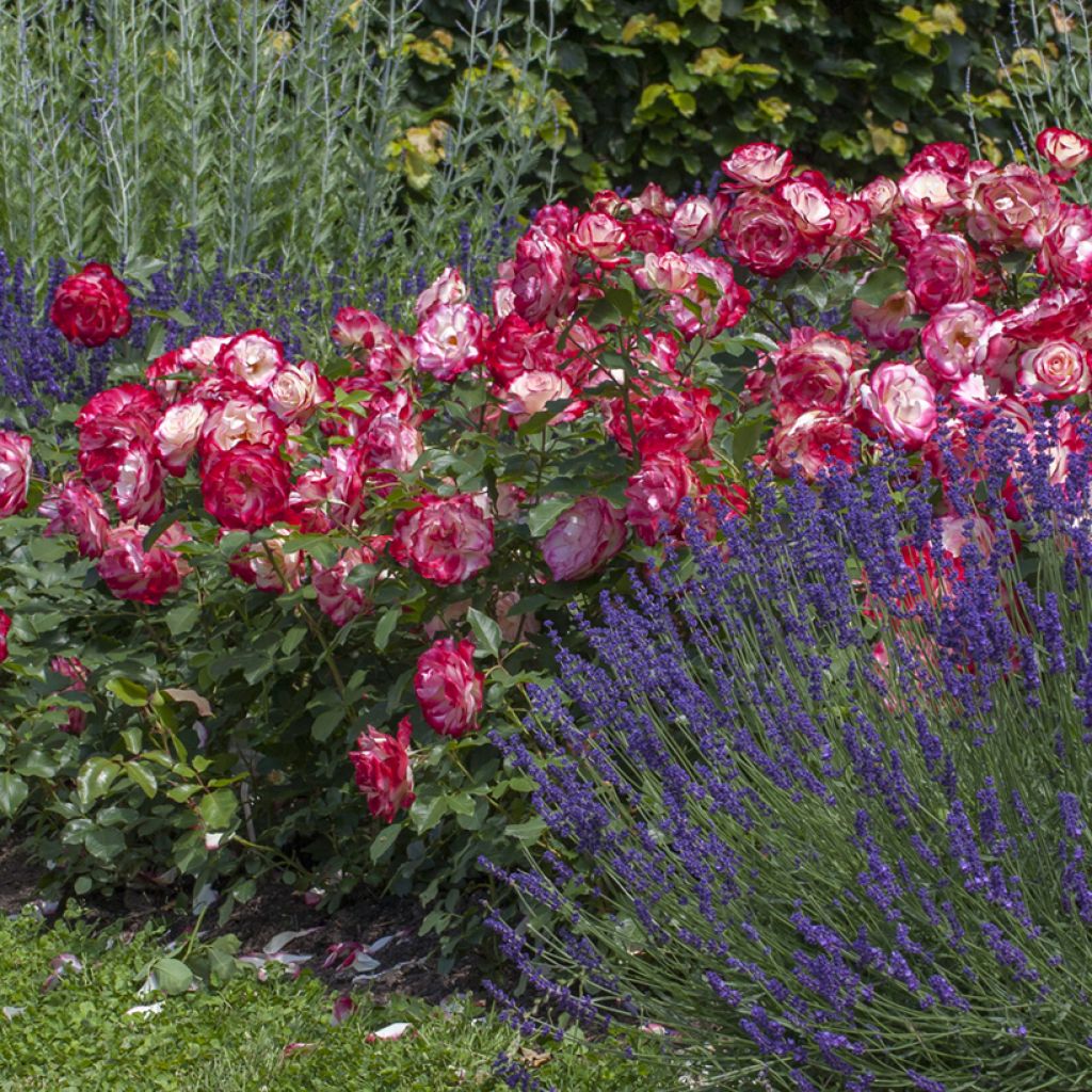 Roseira padrão Jubilé du Prince de Monaco