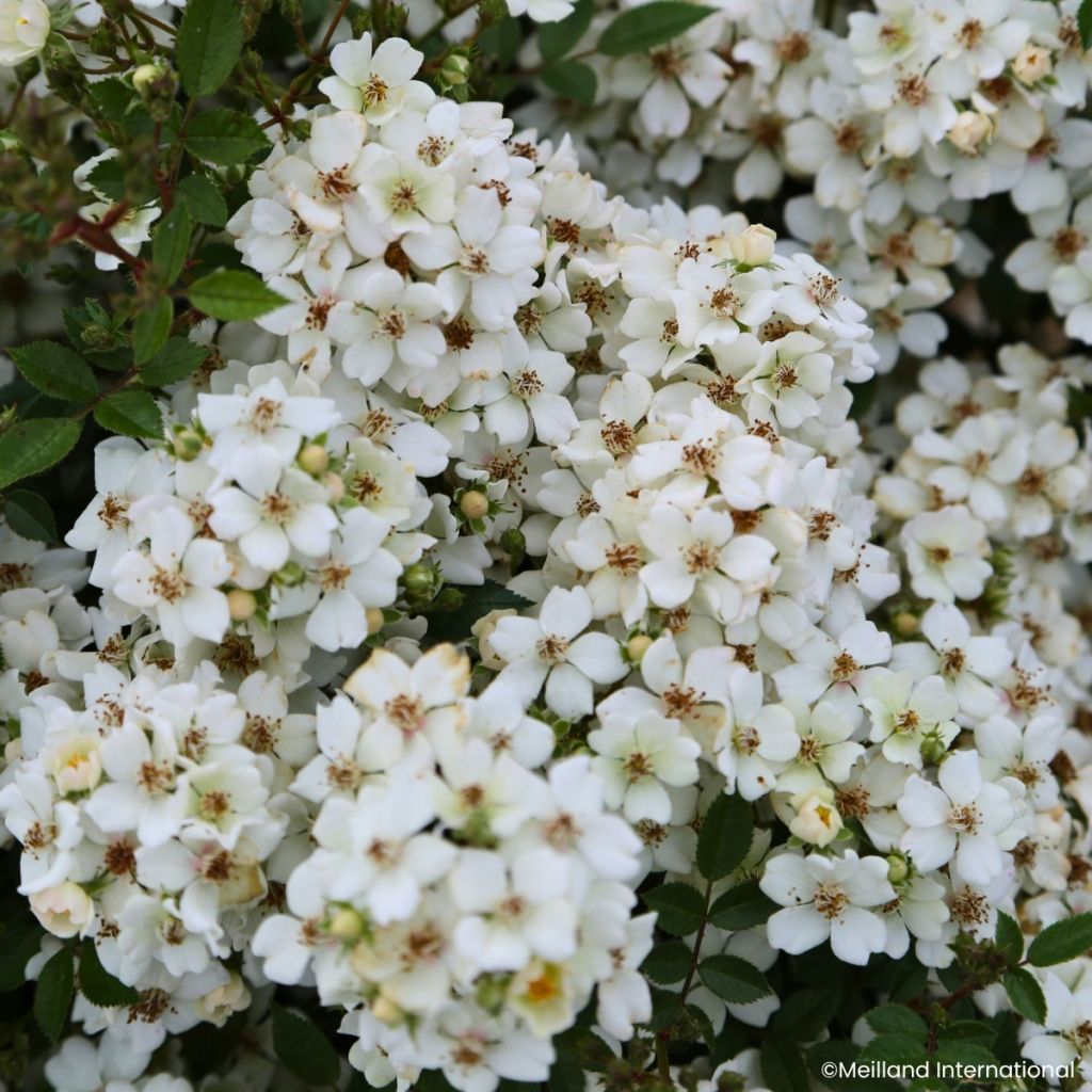 Roseira miniatura Galaxy Arcturus